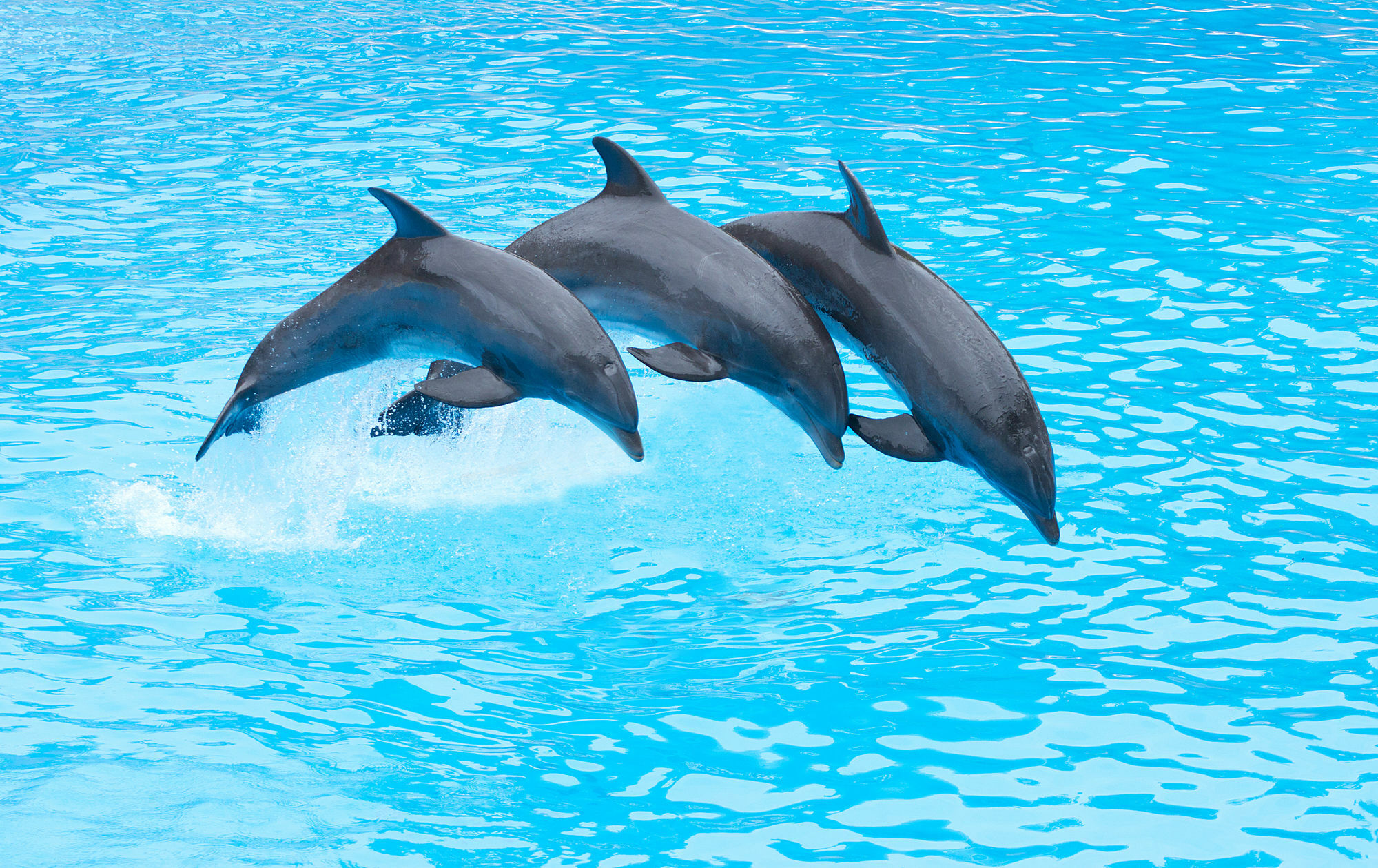 Four Points By Sheraton San Diego - Sea World Exterior photo